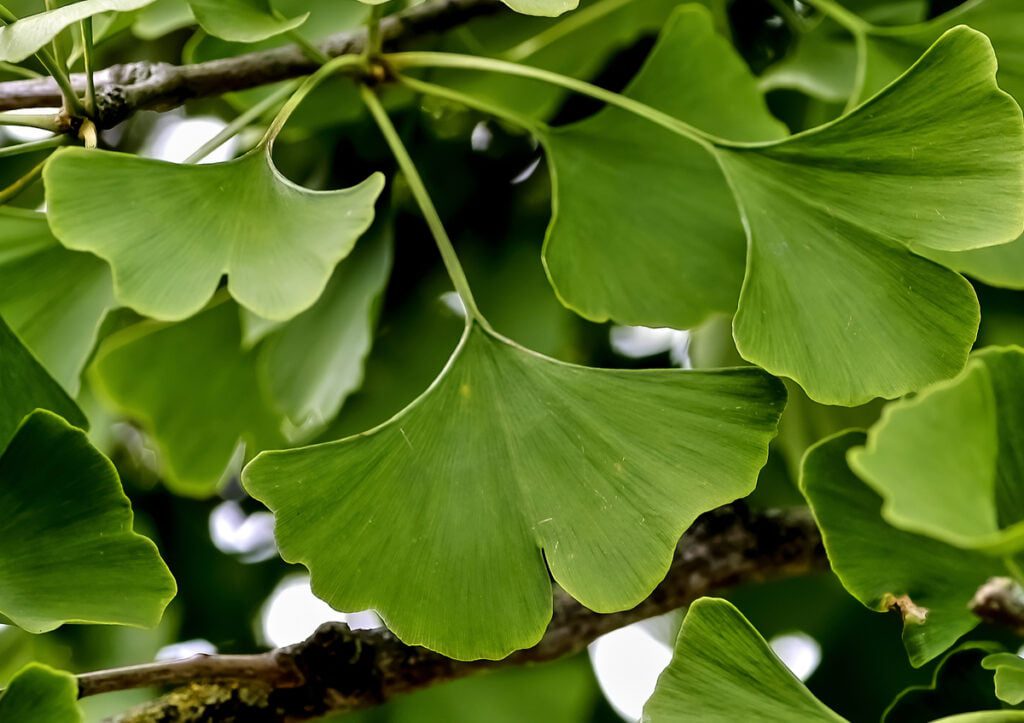 Ginko Biloba