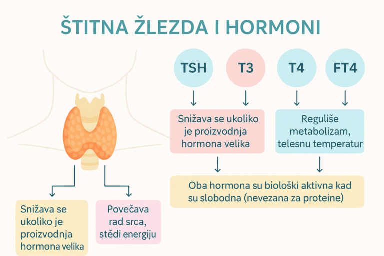 na slici je prikazana sema hormona stitne zlezde. kako koji deluje na nju